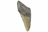 Partial, Fossil Megalodon Tooth - South Carolina #327721-1